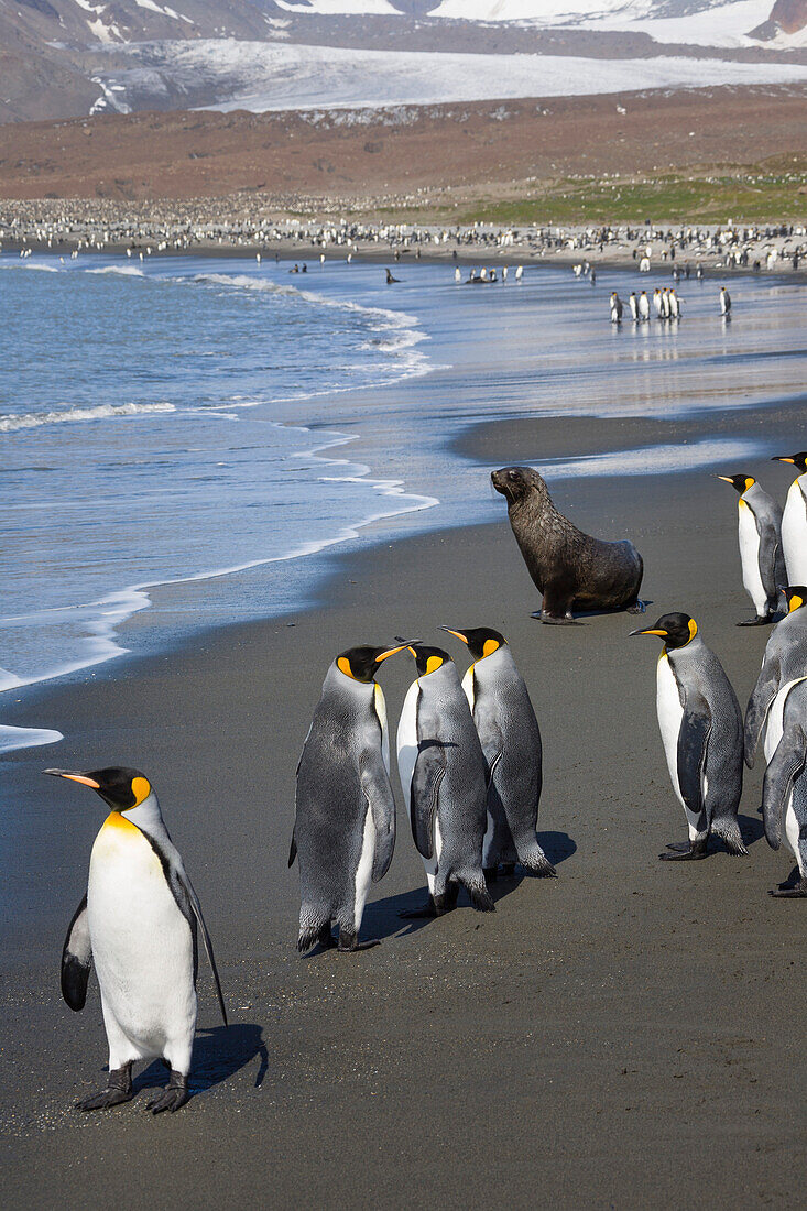 Königspinguine am Strand, Aptenodytes patagonicus, und Pelzrobbe, Arctocephalus gazella, St Andrews Bay, Süd Georgien, Subantarktis, Antarktis