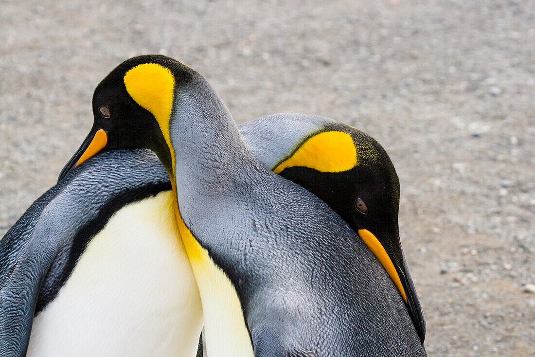 King Penguins, Aptenodytes patagonicus, pair courting, South Georgia, Antarctica