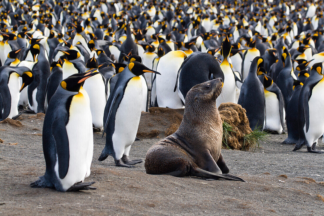 Königspinguine, Aptenodytes patagonicus, Pelzrobbe, St. Andrews Bay, Süd Georgien, Antarktis