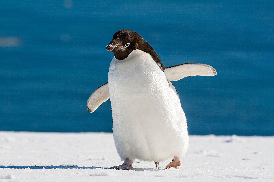 Adeliepinguin, Pygoscelis adeliae, Antarktische Halbinsel, Antarktis