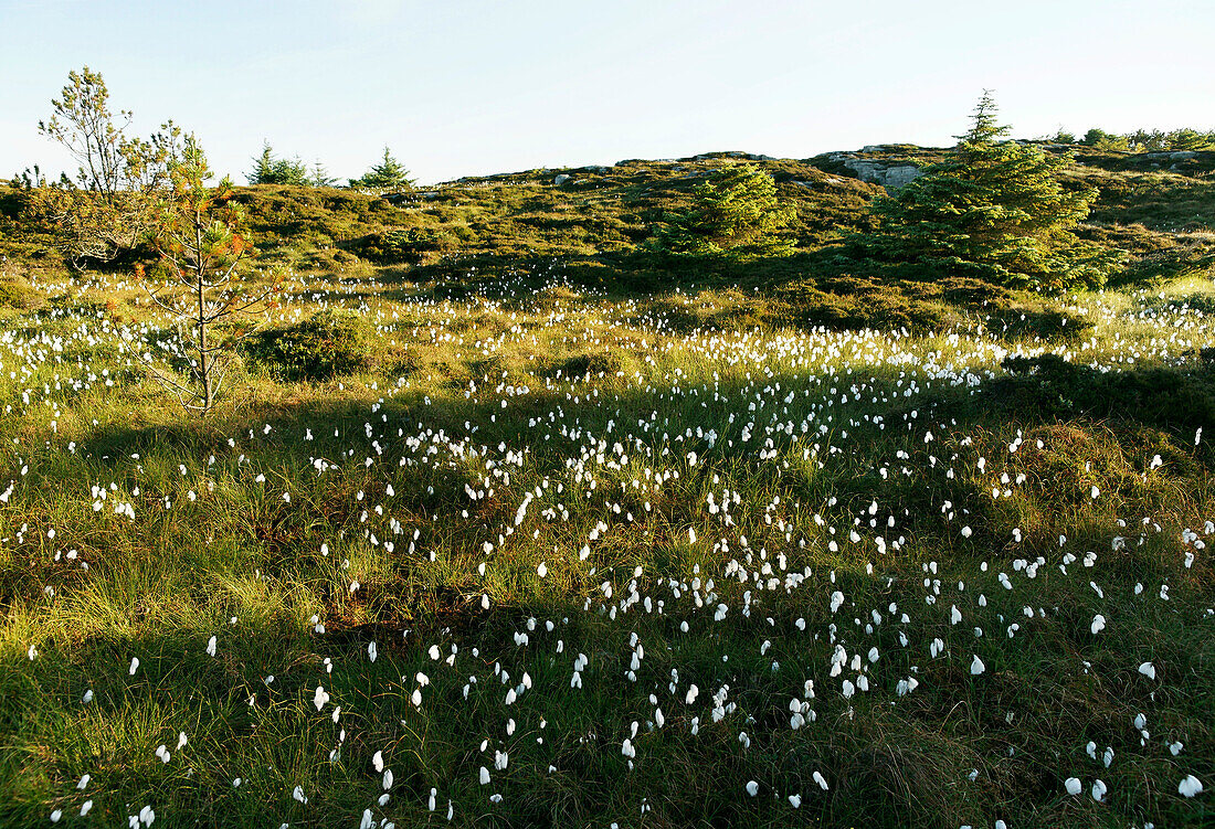 Moor, Bakkasund, Austevoll, Norway