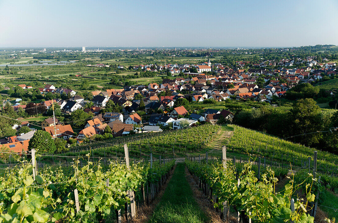 Ortenberg, seen from the vineyards, Offenburg, Baden-Württemberg, Germany, Europe