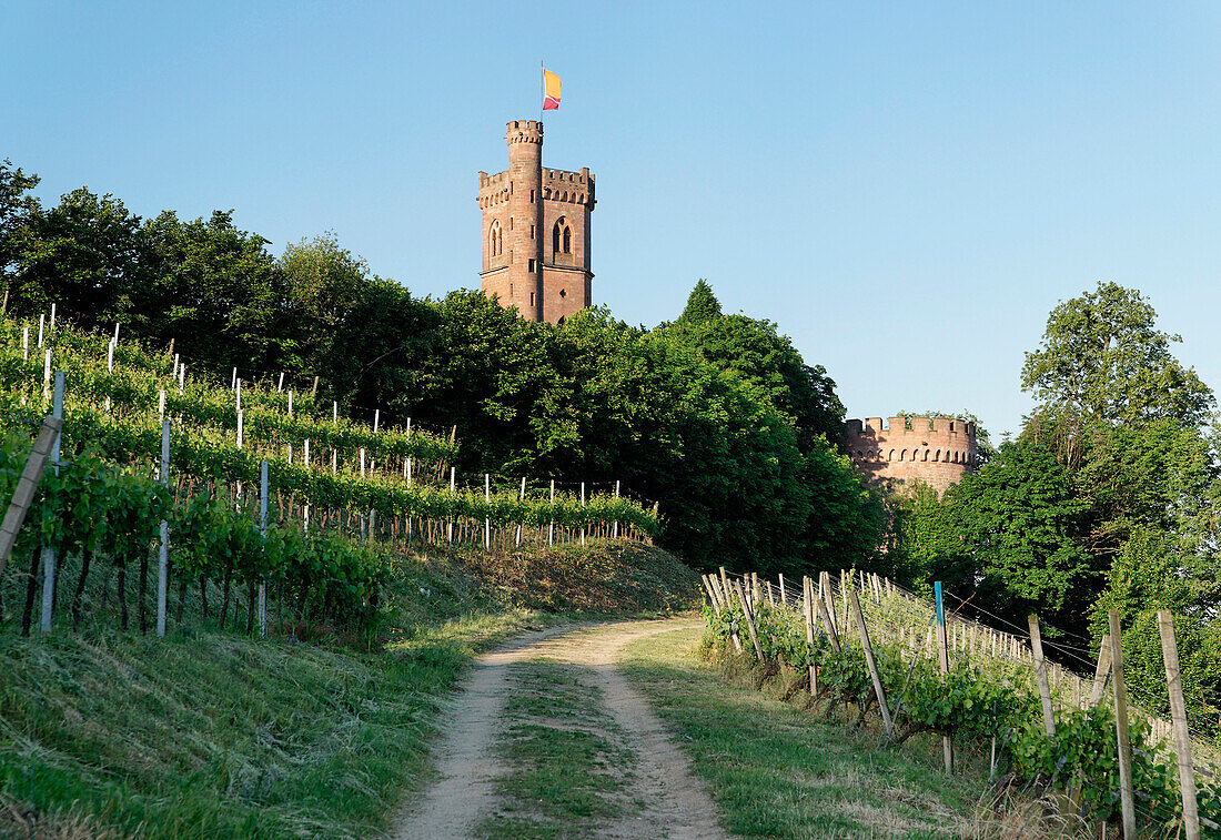 Vineyard with Ortenberg Castle in the background, Offenburg, Baden-Württemberg, Germany, Europe