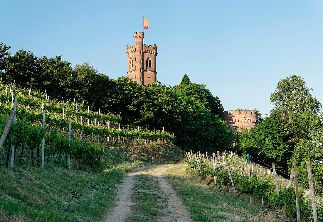 Weinberg mit Schloss Ortenberg im Hintergrund, Offenburg, Baden-Württemberg, Deutschland, Europa