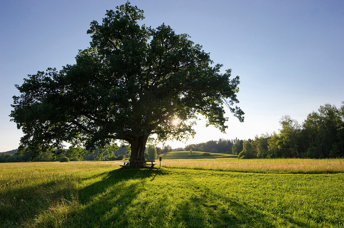 Mozart oak tree at sunset at Seeon Abbey, beneath which Mozart was said to have sat, Seeon, Chiemgau, Bavaria, Germany
