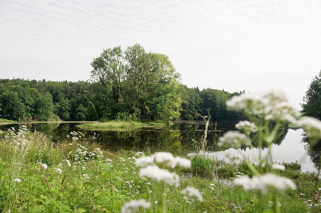 Langbürgner See, bei Eggstätt, Chiemgau, Bayern, Deutschland