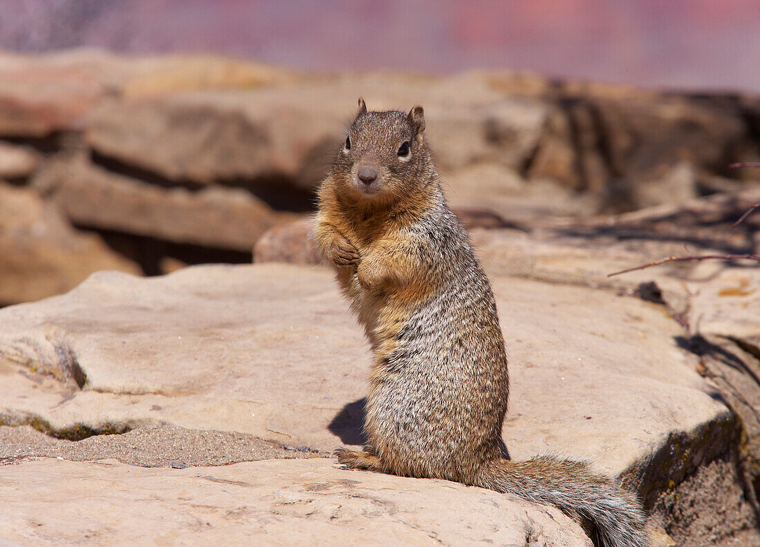 Marmot, South Rim, Grand Canyon National Park, Arizona, USA, America