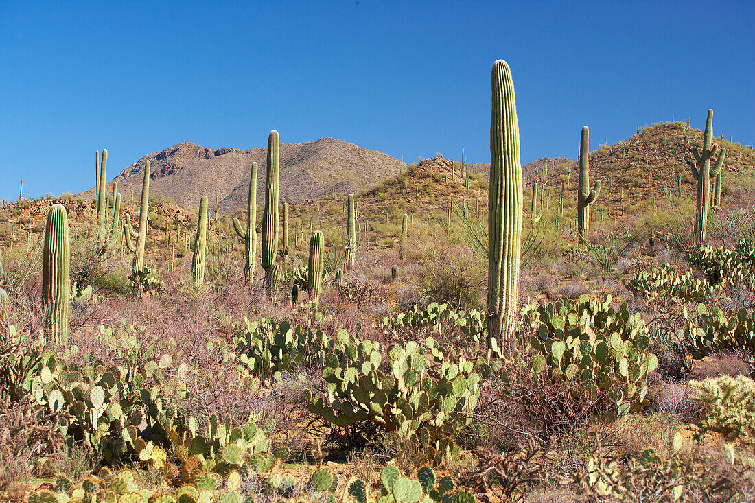 Saguaro und andere Kakteen im Saguaro Nationalpark, Sonora Wüste, Arizona, USA, Amerika