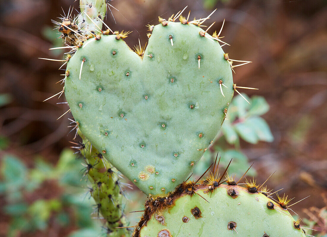 Herzförmiger Kaktus im Arizona - Sonora Desert Museum, Sonora Wüste, Arizona, USA, Amerika