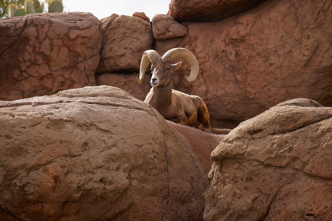 Dickhornschaf im Arizona - Sonora Desert Museum, Sonora Wüste, Arizona, USA, Amerika