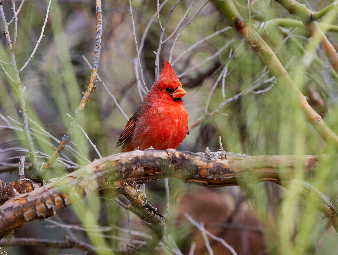 Roter Kardinal im Arizona - Sonora Desert Museum, Sonora Wüste, Arizona, USA, Amerika