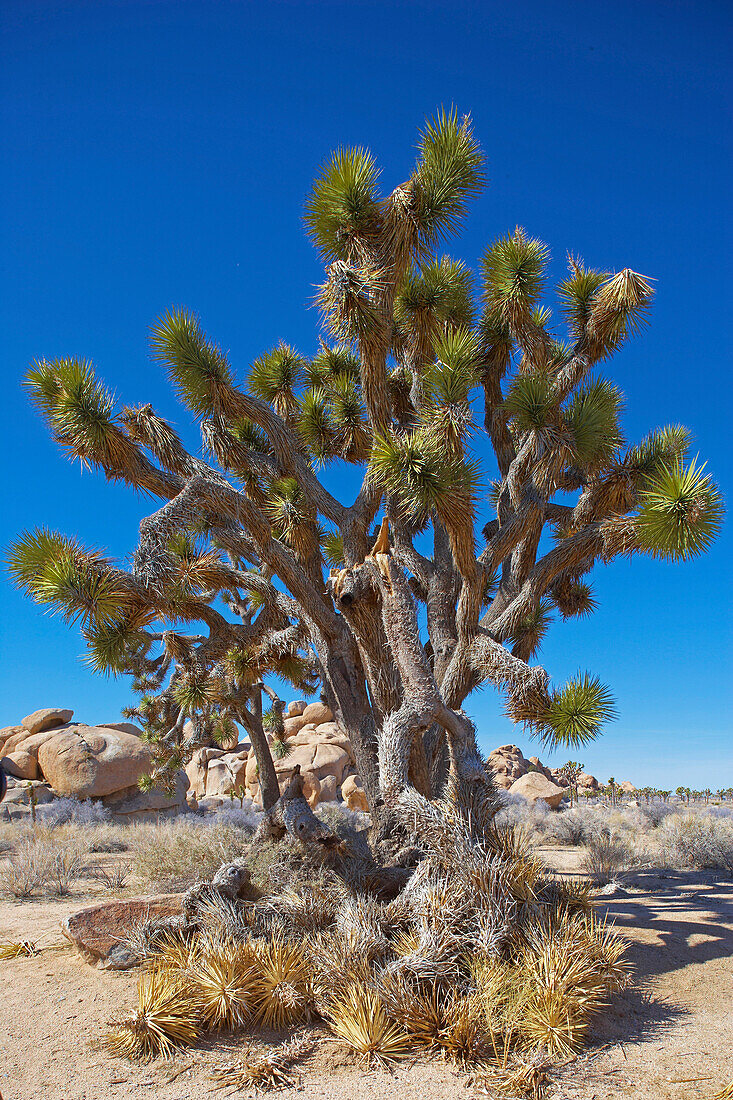 Yucca im Hidden Valley im Joshua Tree National Park, Mojave Wüste, Kalifornien, USA, Amerika