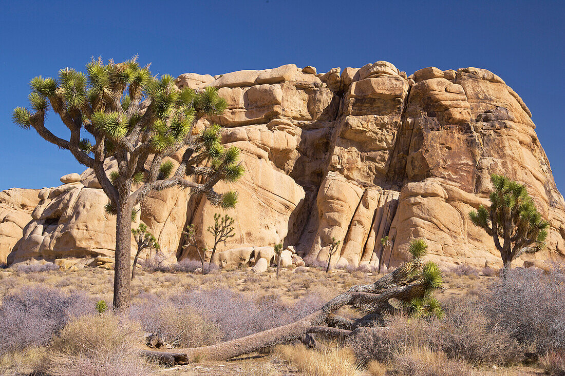 Yucca und Fels im Hidden Valley im Joshua Tree National Park, Mojave Wüste, Kalifornien, USA, Amerika