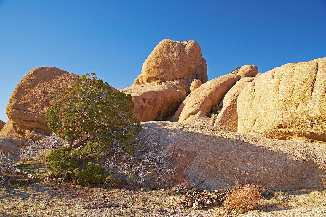 Jumbo Rocks at Joshua Tree National Park, Mojave Desert, California, USA, America