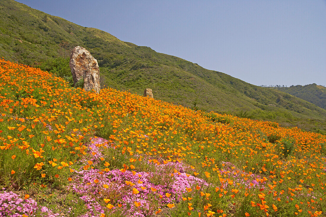 Californian Poppies at the Pacific coast, California, USA, America