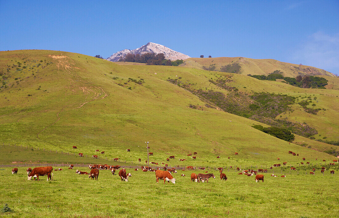 Cows out at feed, cattle farm near Big Sur, Pacific coast, Highway 1, California, USA, America