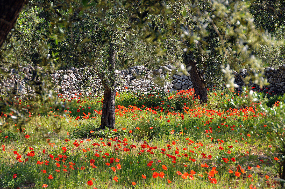Wiese mit Olivenbäumen bei Otranto im Salento, Apulien, Italien