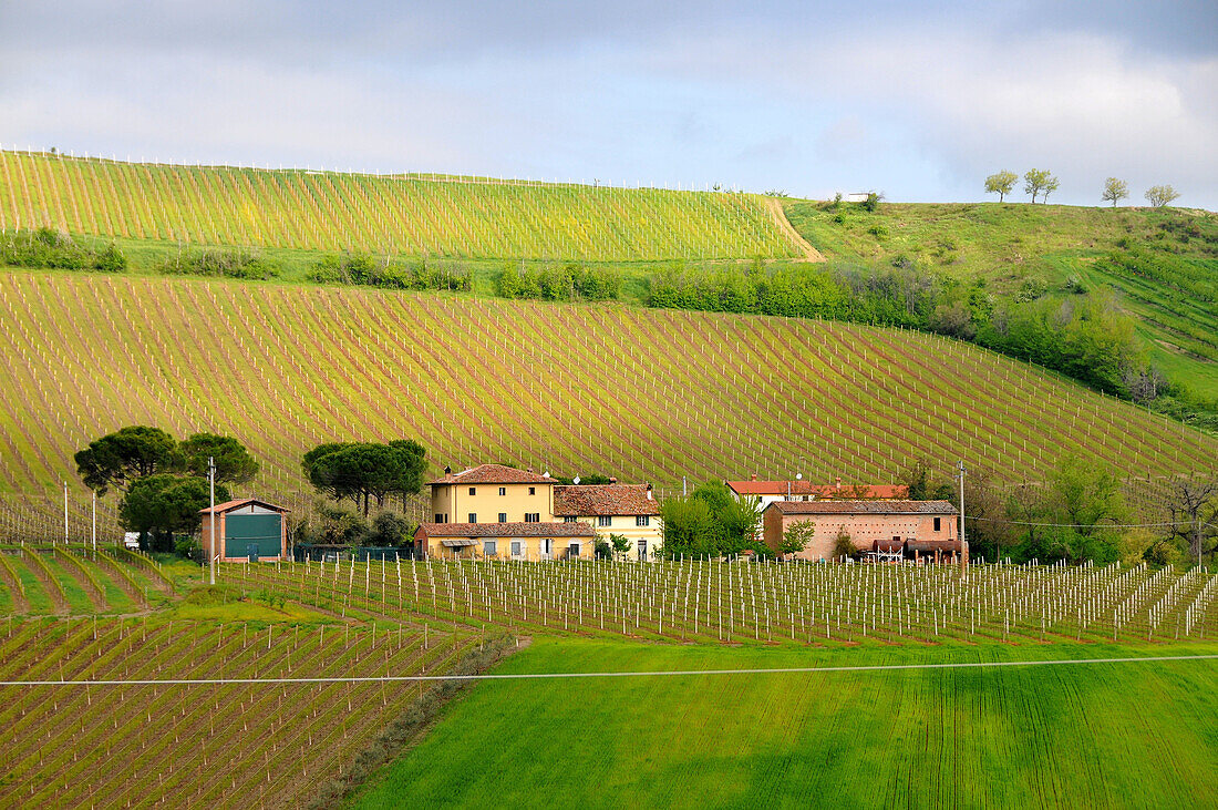 Weingut bei Dozza bei Imola, Emilia Romagna, Italien