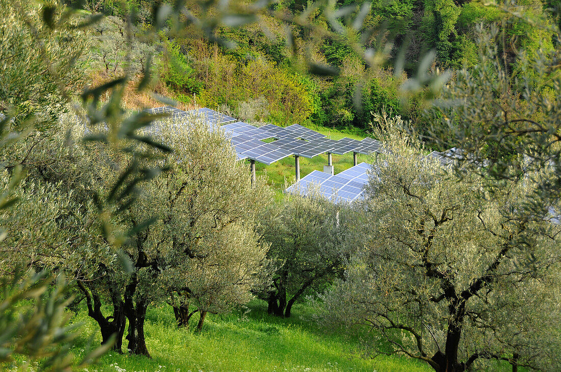 Olivenbäume und Solaranlage bei Brisighella bei Faenza, Emilia Romagna, Italien