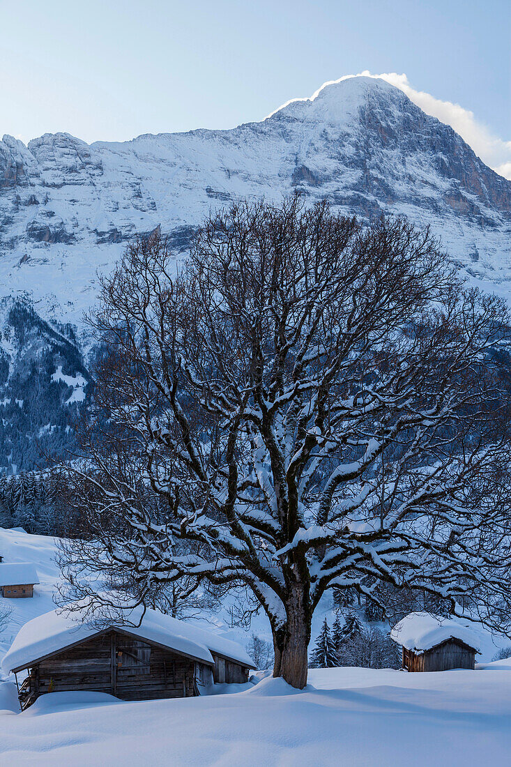 Sycamore Maple tree, acer pseudoplatanus, in winter with alpine cottage, in the background Eiger North Wall above Grindelwald, Jungfrauregion, Bernese Oberland, Canton Bern, Switzerland, Europe