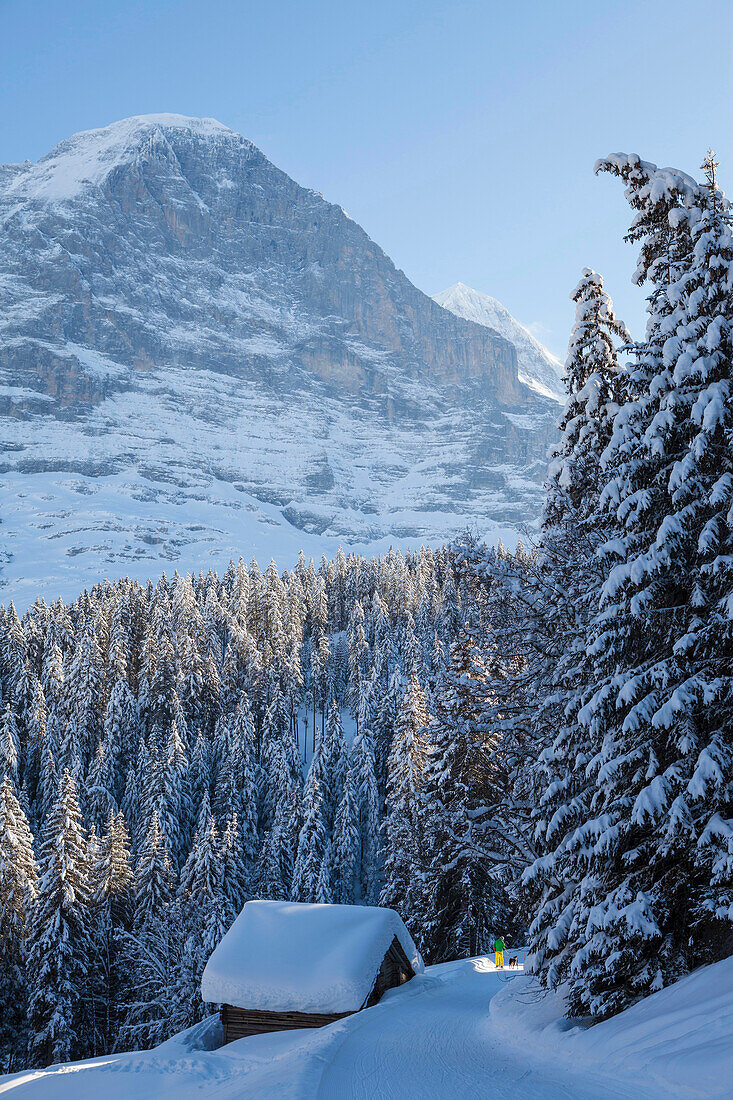 Schneeschuhwandern am Fuss der Eiger Nordwand mit Hund und verschneiter Alphütte, im Hintergrund die Eiger Nordwand, Grindelwald, Jungfrauregion, Berner Oberland, Kanton Bern, Schweiz, Europa