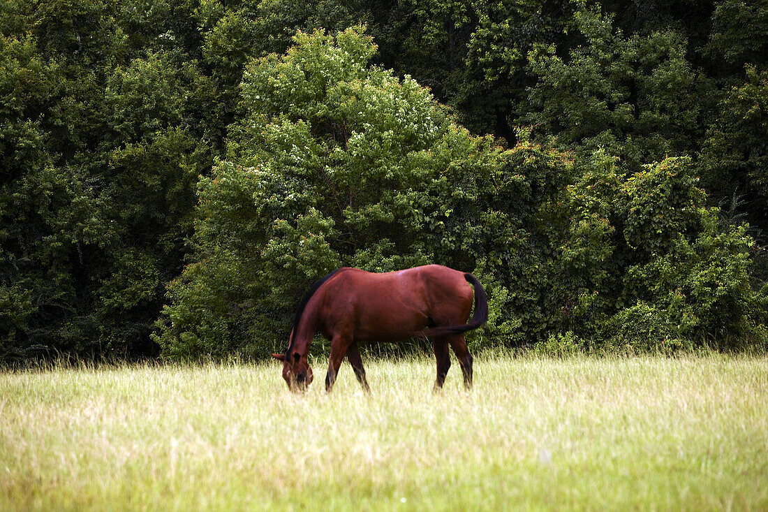 Horse Grazing in Field