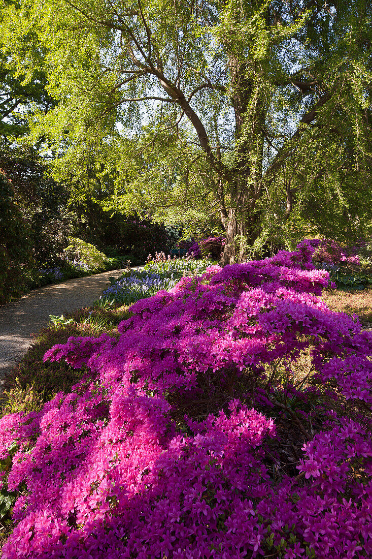 Azaleen in Berggarten, Blüten Botanische Garten, Hannover, Deutschland