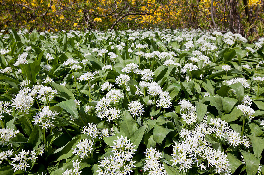 Bärlauch zur Blütezeit, Allium ursinum, Blüte, Kräuter, Natur