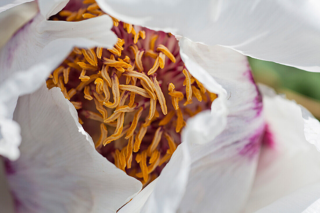 Close-up a peony flower, petals, stamen, Garden, Nature