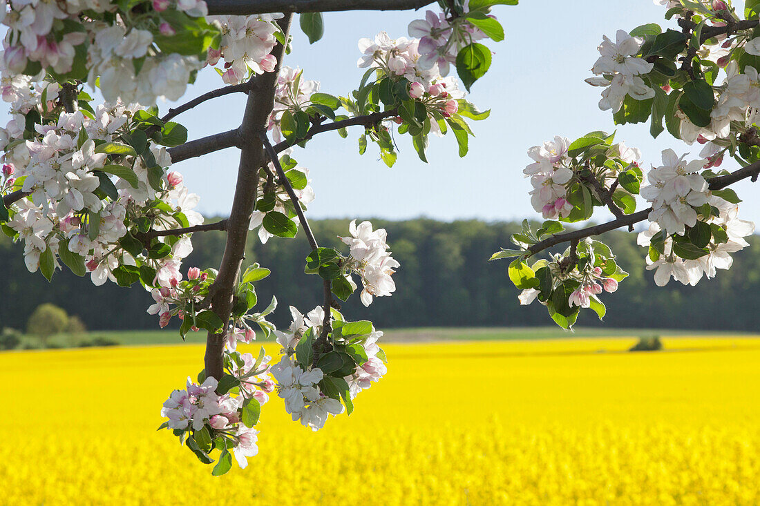 Flowering fruit tree, rapeseed in flower, Landscape, Nature