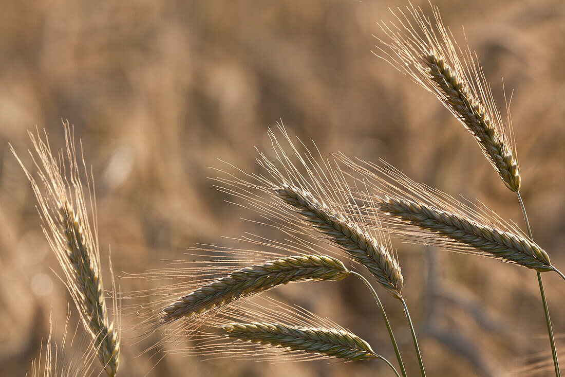 Ear of corn, field of rye, farmland, Agriculture