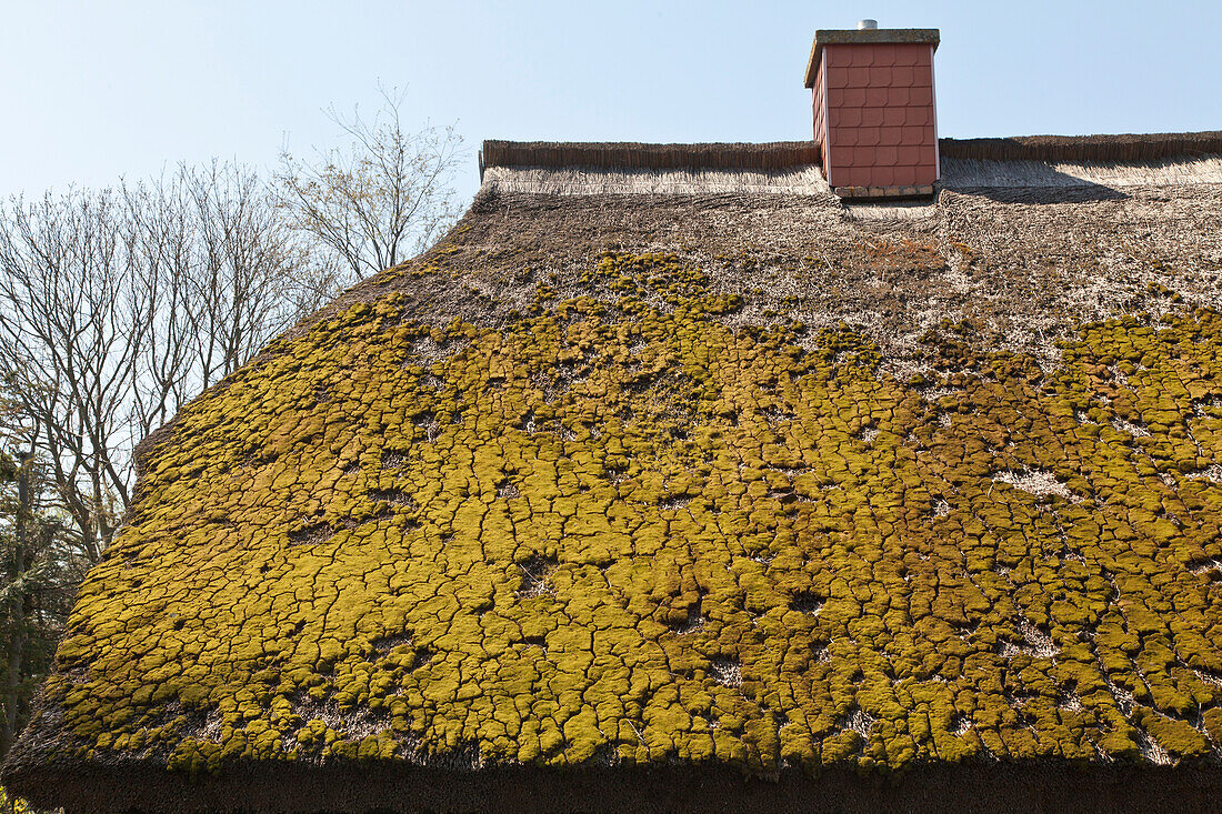 Thatched roof covered in moss, Bodstedter Bodden, Darß, Mecklenburg Vorpommern