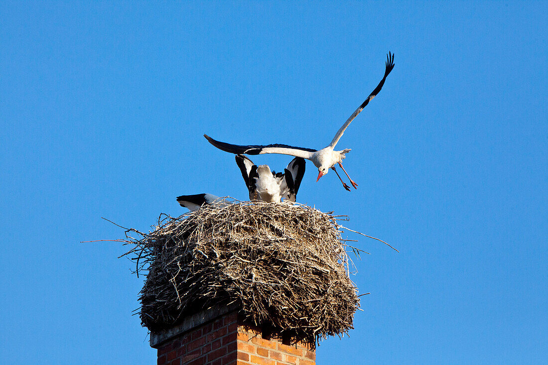 Storchennest auf Schornstein, Storch bei der Landung, Fütterung, Vogel