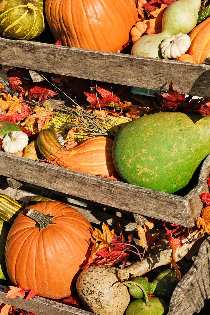Iconic Autumn Vegetables, McKinney, Texas, USA