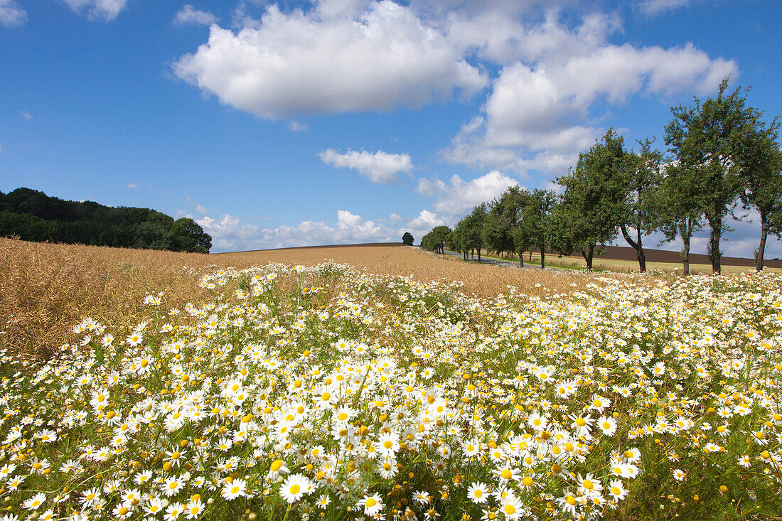 Feldblumen am Wegesrand, Harz, Sachsen-Anhalt, Deutschland, Europa