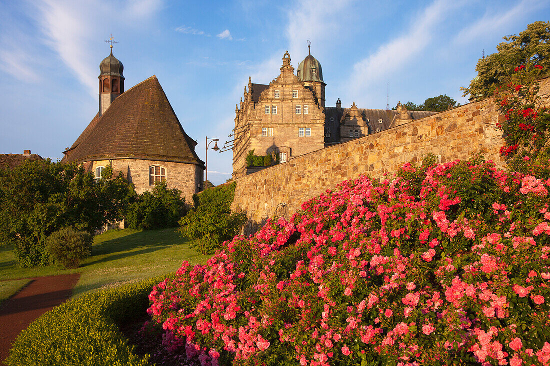 Blühende Rosen in der Aussenanlage von Schloss Hämelschenburg, Schlosskirche St. Marien, Emmerthal, Weserbergland, Niedersachsen, Deutschland, Europa
