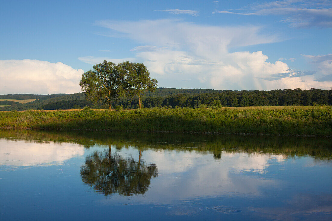 Bäume am Ufer der Weser, Weserbergland, Niedersachsen, Deutschland, Europa