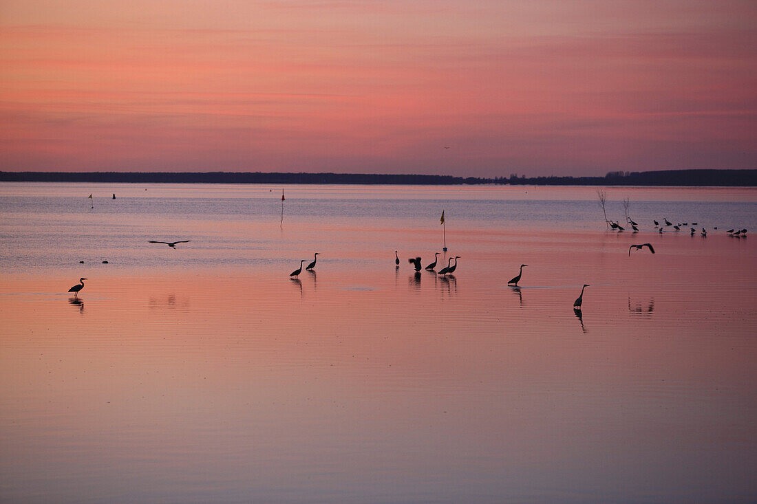 Grey herons at the bay Grosser Jasmnder Bodden in the afterglow, Island of Ruegen, Mecklenburg Western Pomerania, Germany, Europe