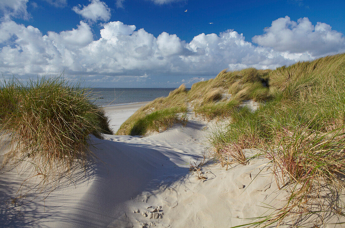 Blick durch die Dünen auf die Nordsee, Insel Amrum, Nordfriesland, Schleswig Holstein, Deutschland, Europa