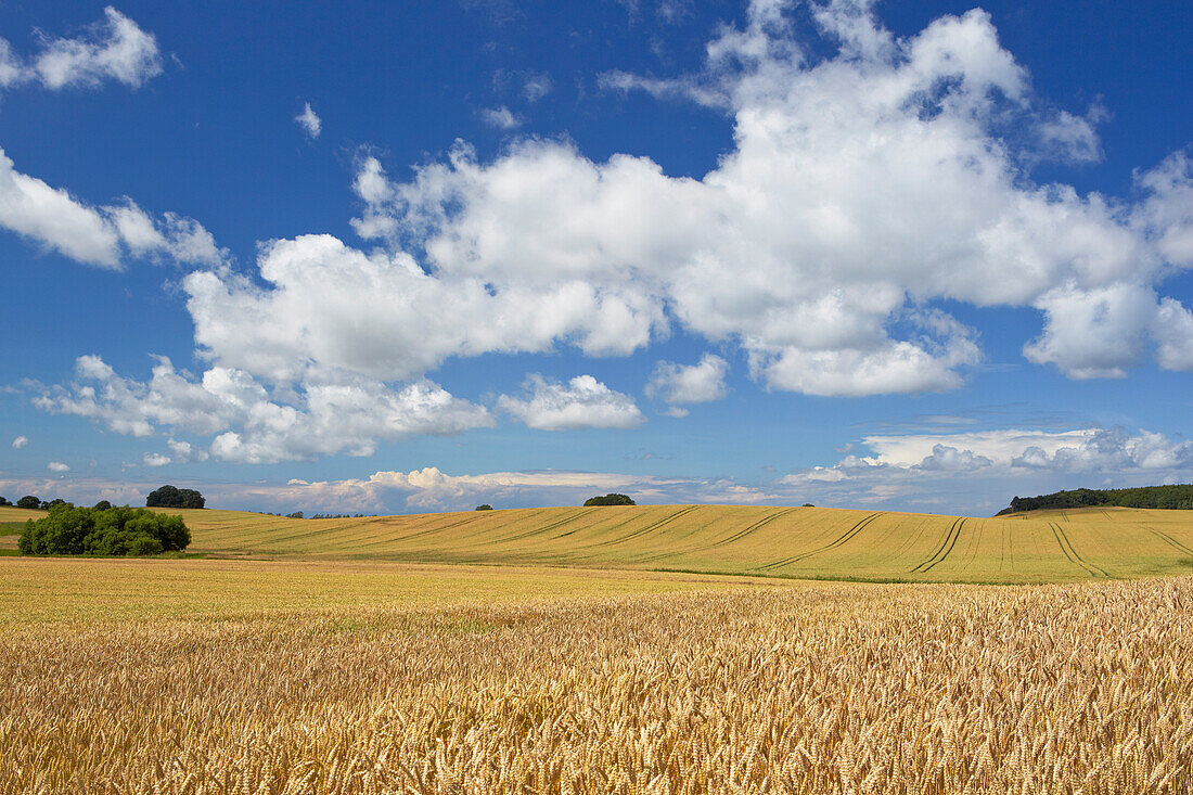 Weizenfeld unter Wolkenhimmel, Insel Rügen, Mecklenburg Vorpommern, Deutschland, Europa