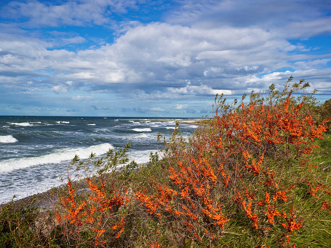 Sea buckthorn at the coast of Wittow peninsula, Island of Ruegen, Mecklenburg Western Pomerania, Germany, Europe