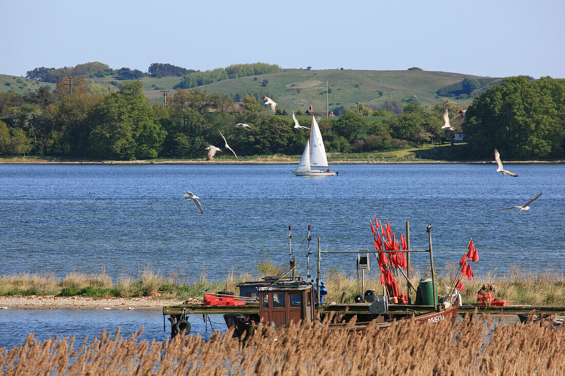 Fischerboot und Segelboot am Gobbiner Haken mit Blick zum Reddevitzer Höft, Biosphärenreservat Südost-Rügen, Insel Rügen, Ostsee, Mecklenburg Vorpommern, Deutschland, Europa