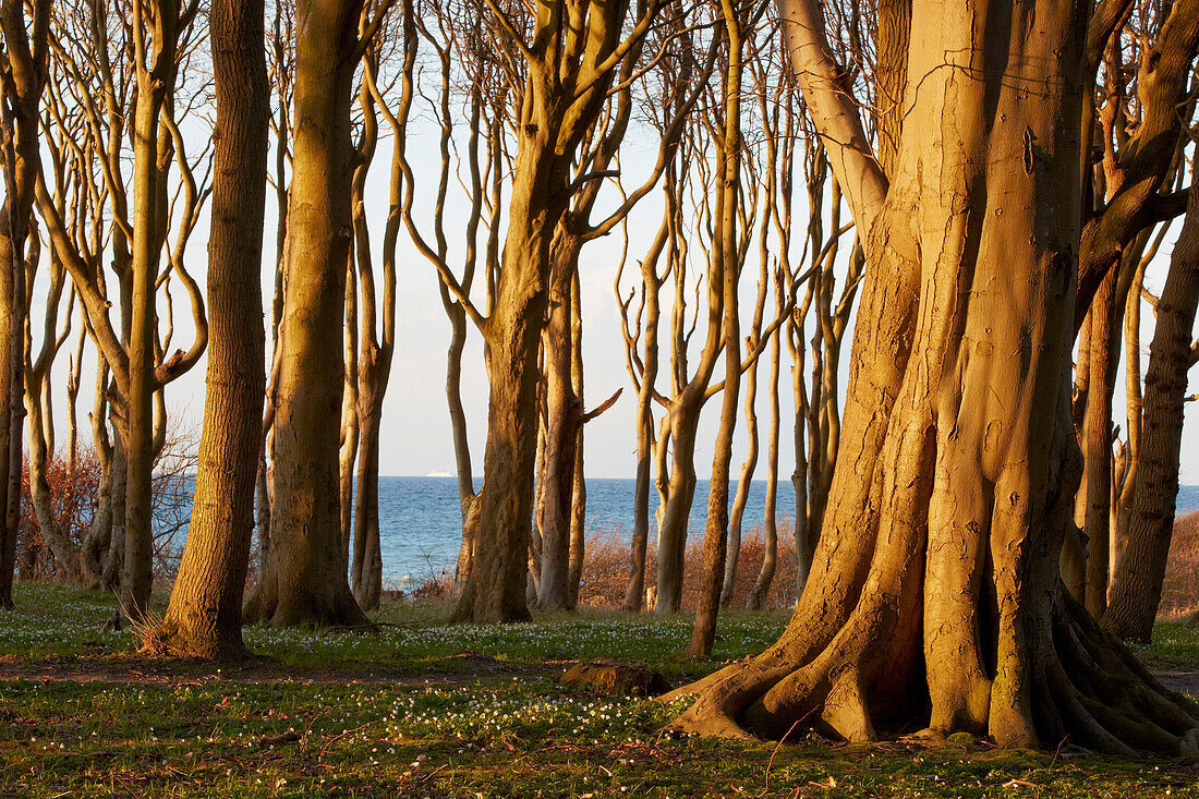 Beech grove, so-called ghost forest, at seaside resort Nienhagen, Mecklenburg Western Pomerania, Germany, Europe