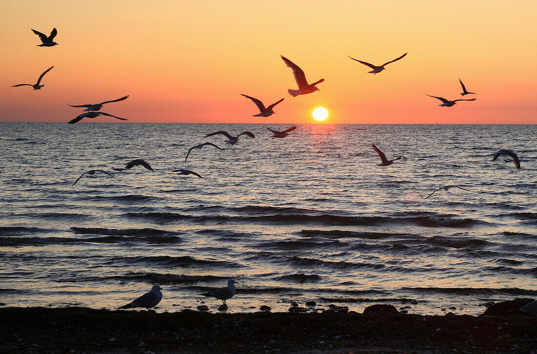 Seagulls on the waterfront at sunset, Mecklenburg Western Pomerania, Germany, Europe