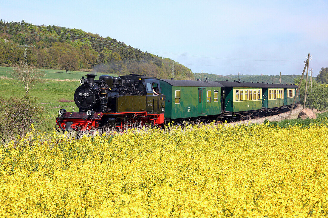 Steam train Rasender Roland at canola field, Island of Ruegen, Mecklenburg Western Pomerania, Germany, Europe
