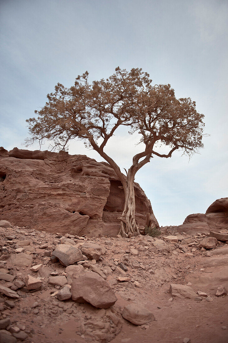 Einsamer Baum in Petra, UNESCO Weltkulturerbe, Wadi Musa, Jordanien, Naher Osten, Asien