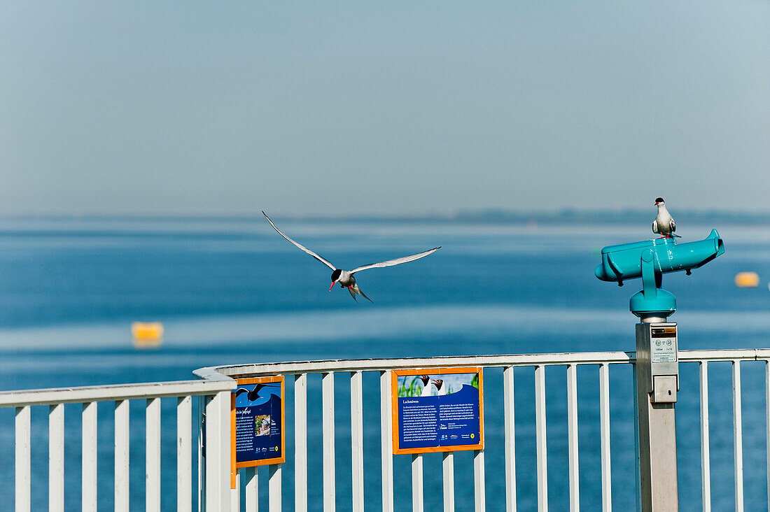 Am Eider Sperrwerk, Nordsee, Schleswig Holstein, Deutschland