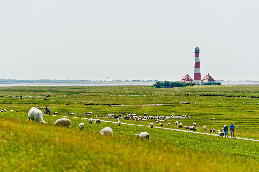 Sheeps at the dyke and lighthouse Westerheversand, Westerhever, Eiderstedt, Northern Frisia, Schleswig Holstein, Germany