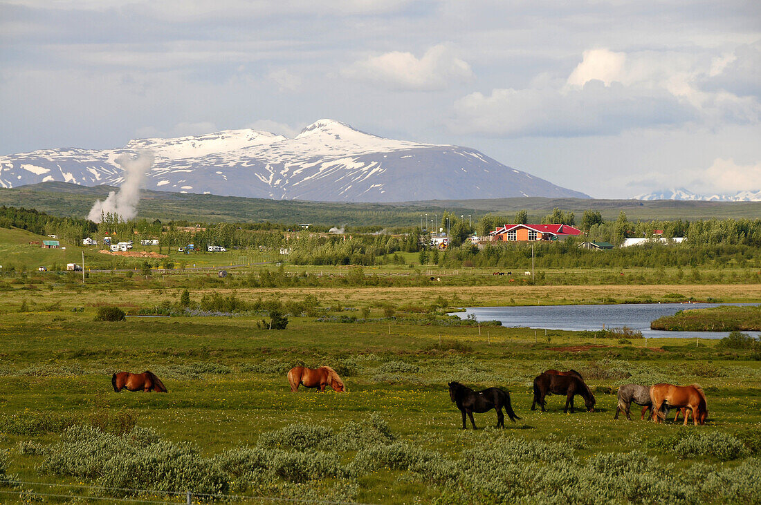 Horses grazing at the geyser area in the valley of Haukadalur at the golden circle, Iceland, Europe