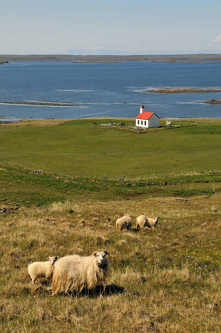 Schafe am Hvamms Fjord auf der Snaefellsnes Halbinsel, Nordküste, West Island, Europa